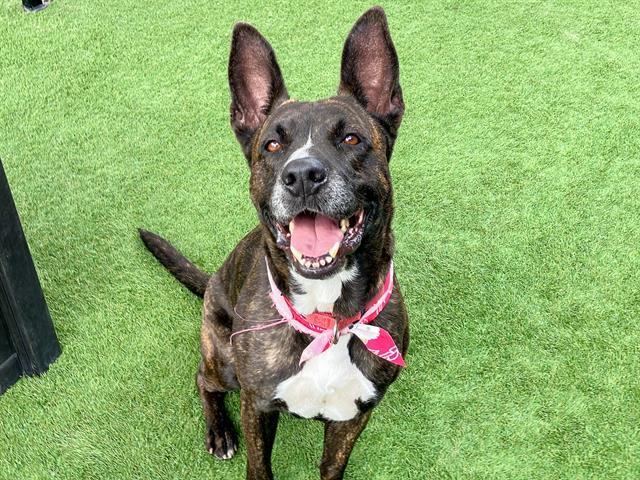 Enlarge MILA, a Adoptable mixed breed in Tustin, CA image 1/1