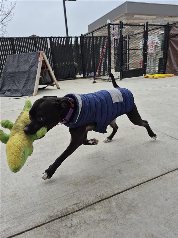 Enlarge Slim Shady, a Adoptable Pit Bull Terrier in Elk Grove, CA image 1/2