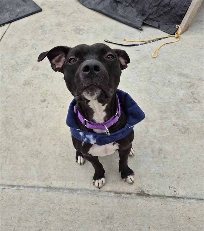 Enlarge Slim Shady, a Adoptable Pit Bull Terrier in Elk Grove, CA image 2/2
