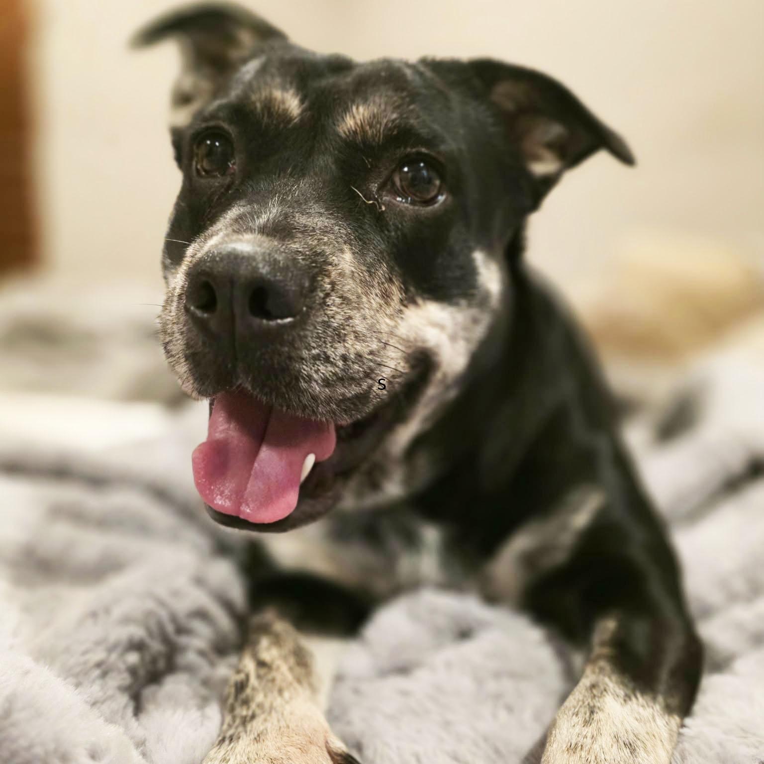 Enlarge Glow : Shy and Sweet, a Adoptable mixed breed in New York, NY image 2/6