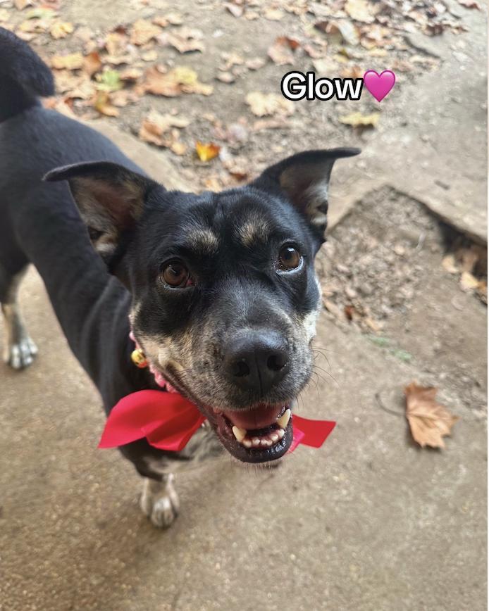 Enlarge Glow : Shy and Sweet, a Adoptable mixed breed in New York, NY image 3/6
