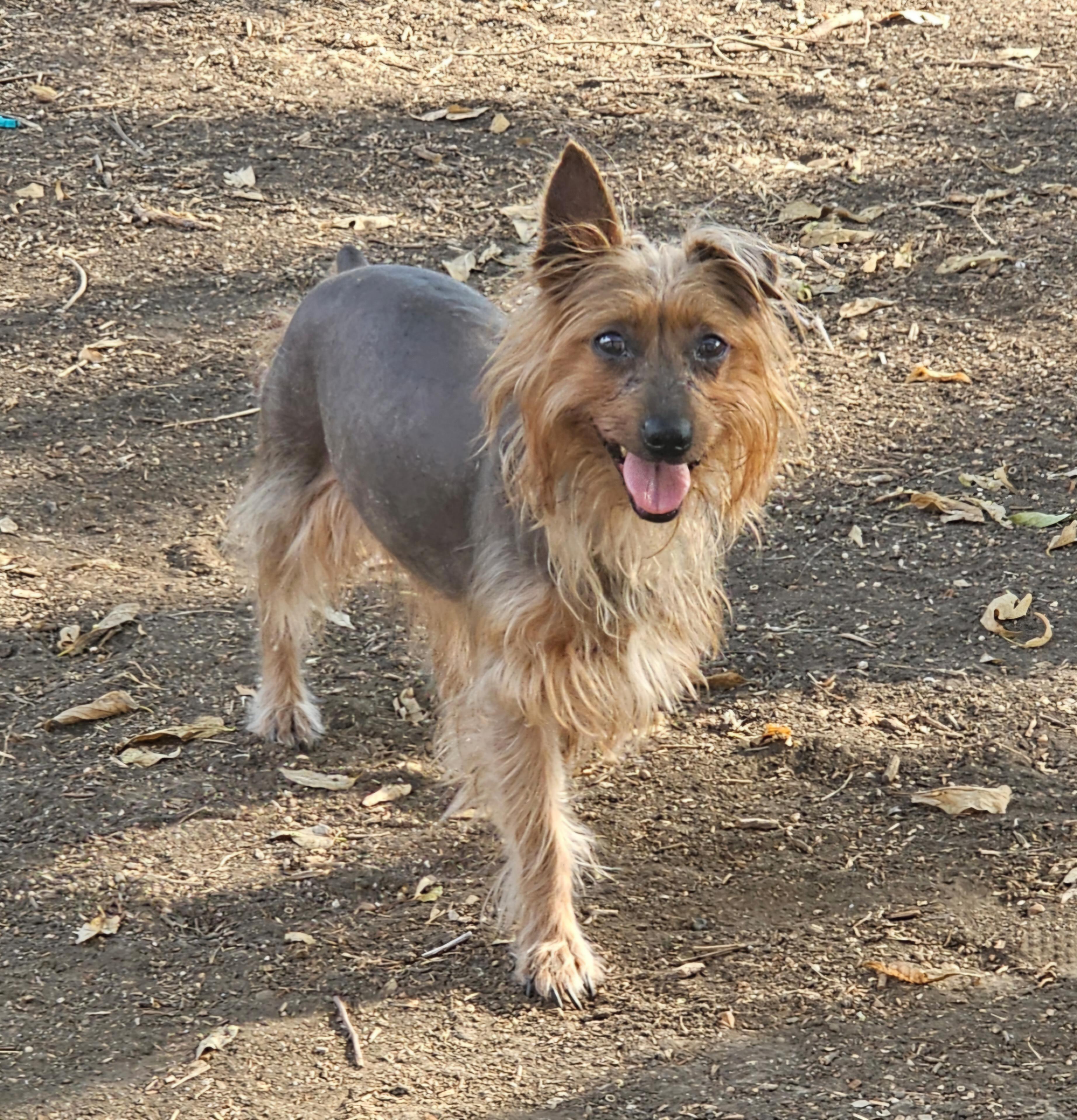 Reese, ADOPTABLE, Senior Male Xoloitzcuintli / Mexican Hairless & Terrier.