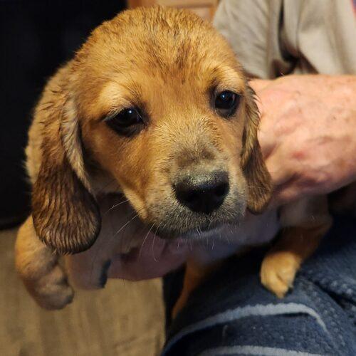Enlarge Connner(#401), a Adoptable mixed breed in Twin lakes, WI image 1/1