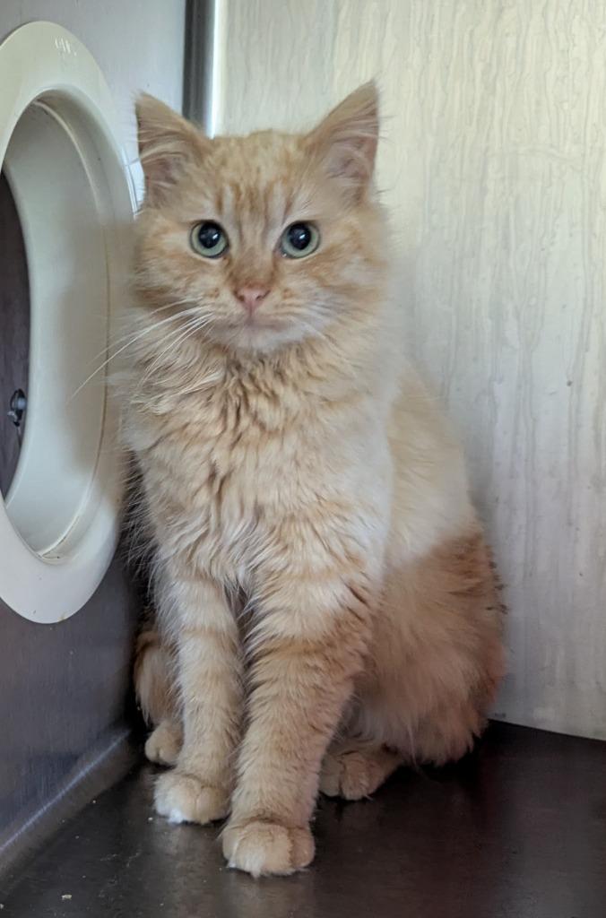 Pip, Adopted, Kitten Female Domestic Medium Hair.