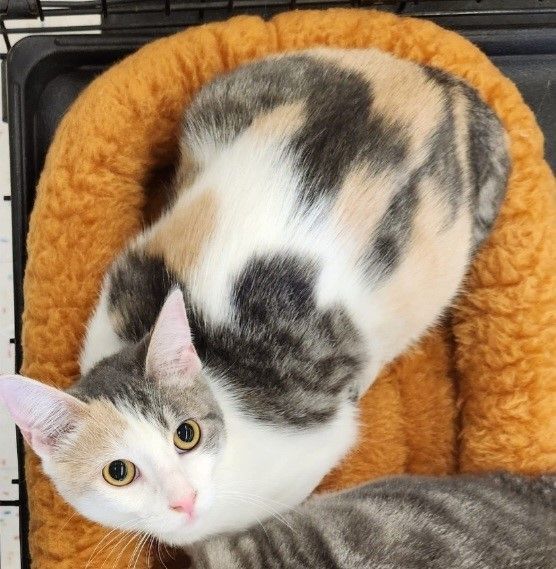 Dr. Meowfi & Silvio photo 2