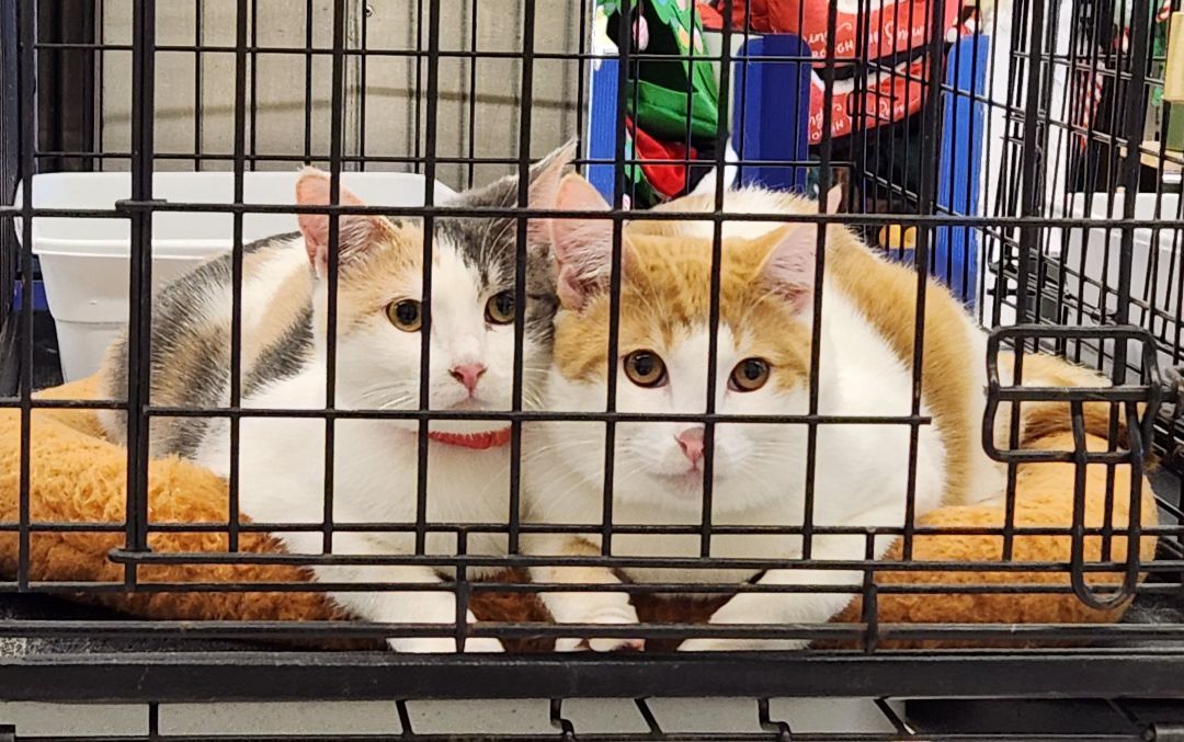 Dr. Meowfi & Silvio