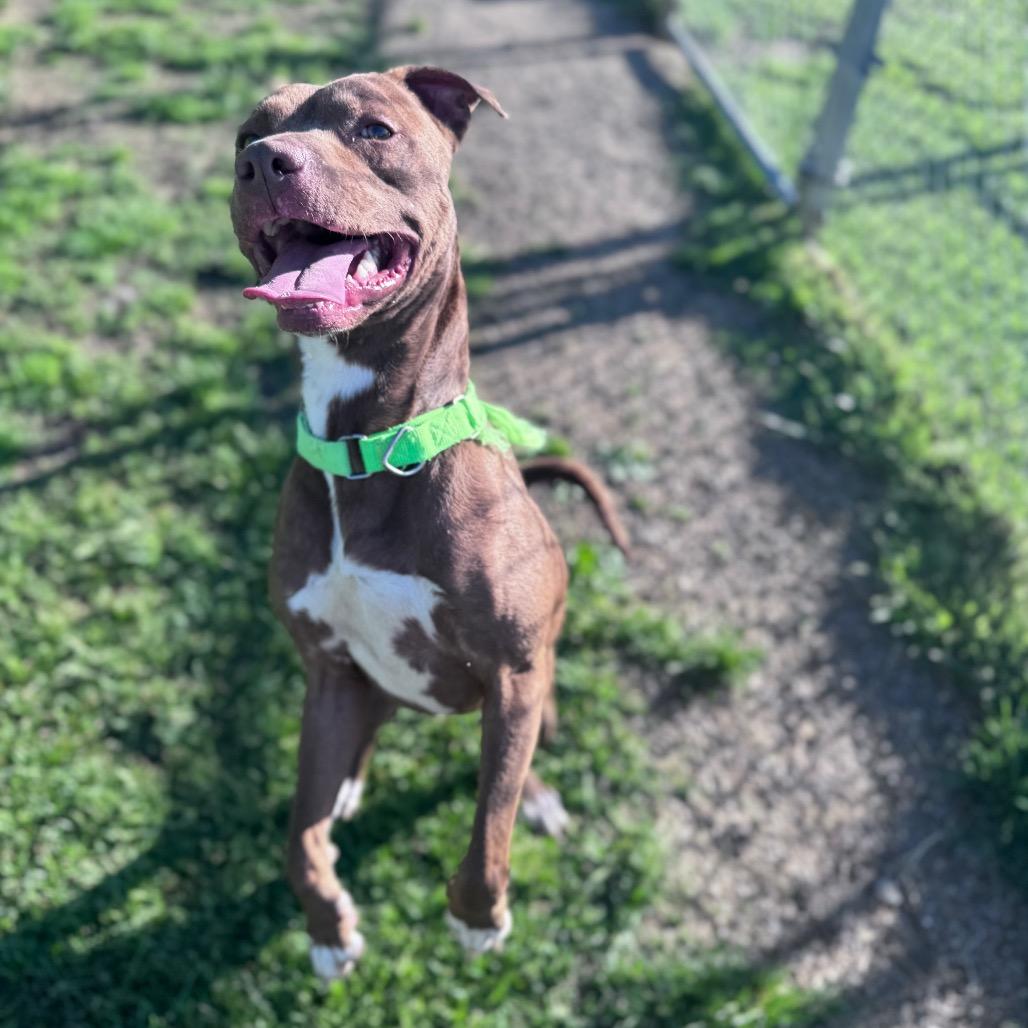 Hopper, Adoptable, Adult Male Mixed Breed.