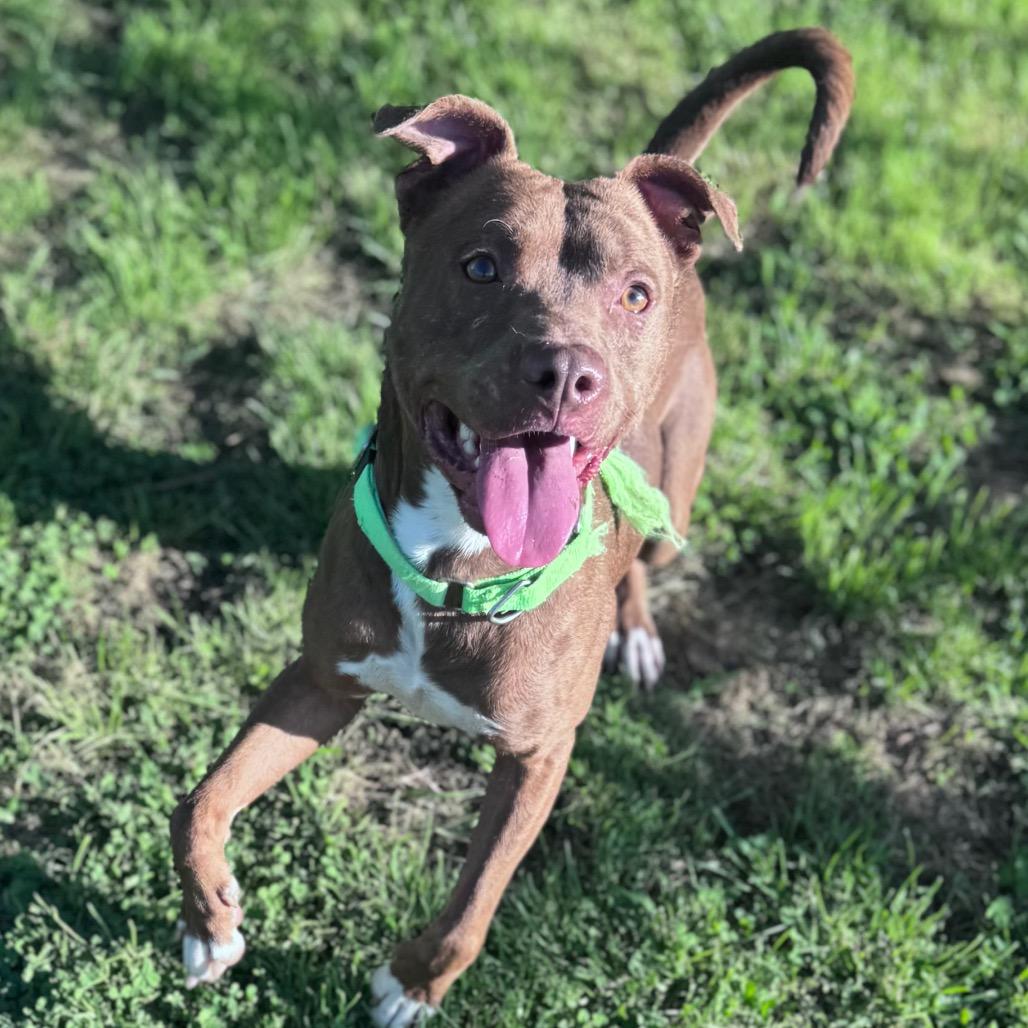 Hopper, a Adoptable Mixed Breed in Parkersburg, WV image 2/5