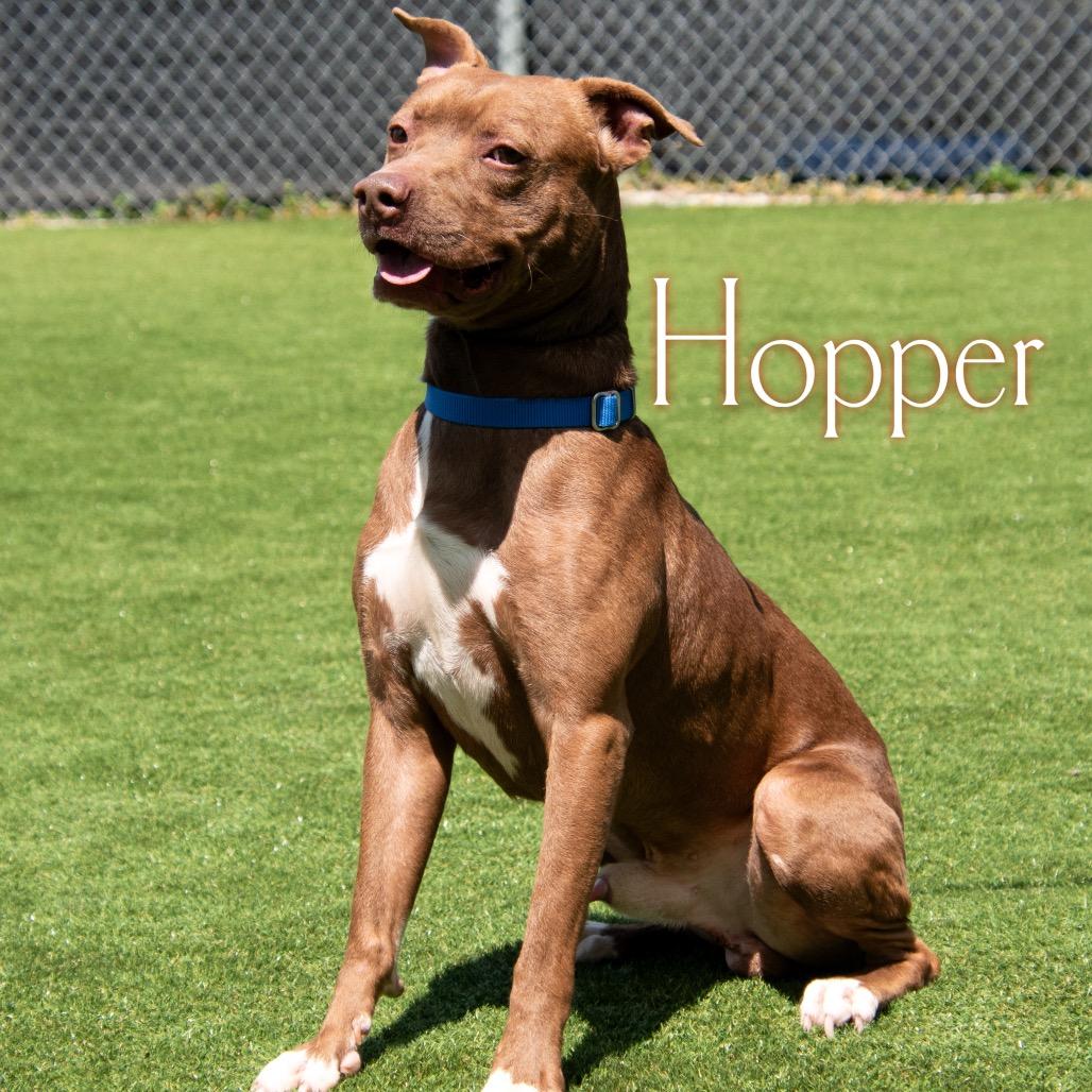 Hopper, a Adoptable Mixed Breed in Parkersburg, WV image 3/5