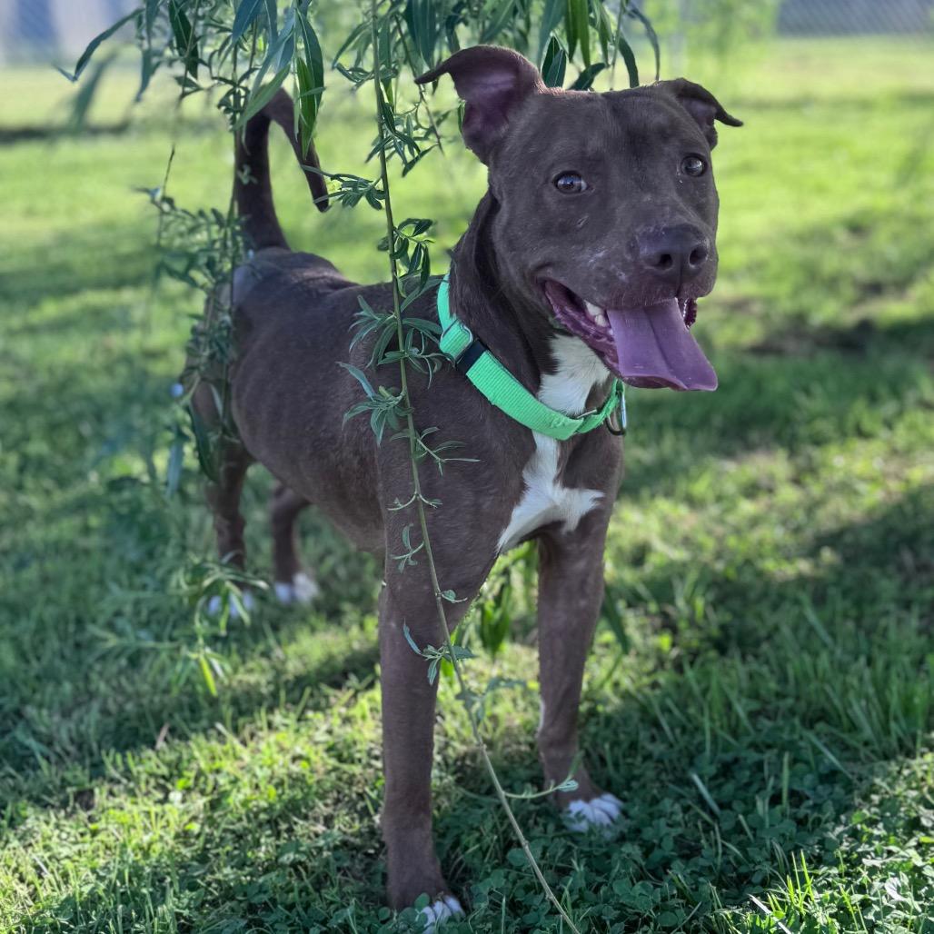 Hopper, a Adoptable Mixed Breed in Parkersburg, WV image 4/5