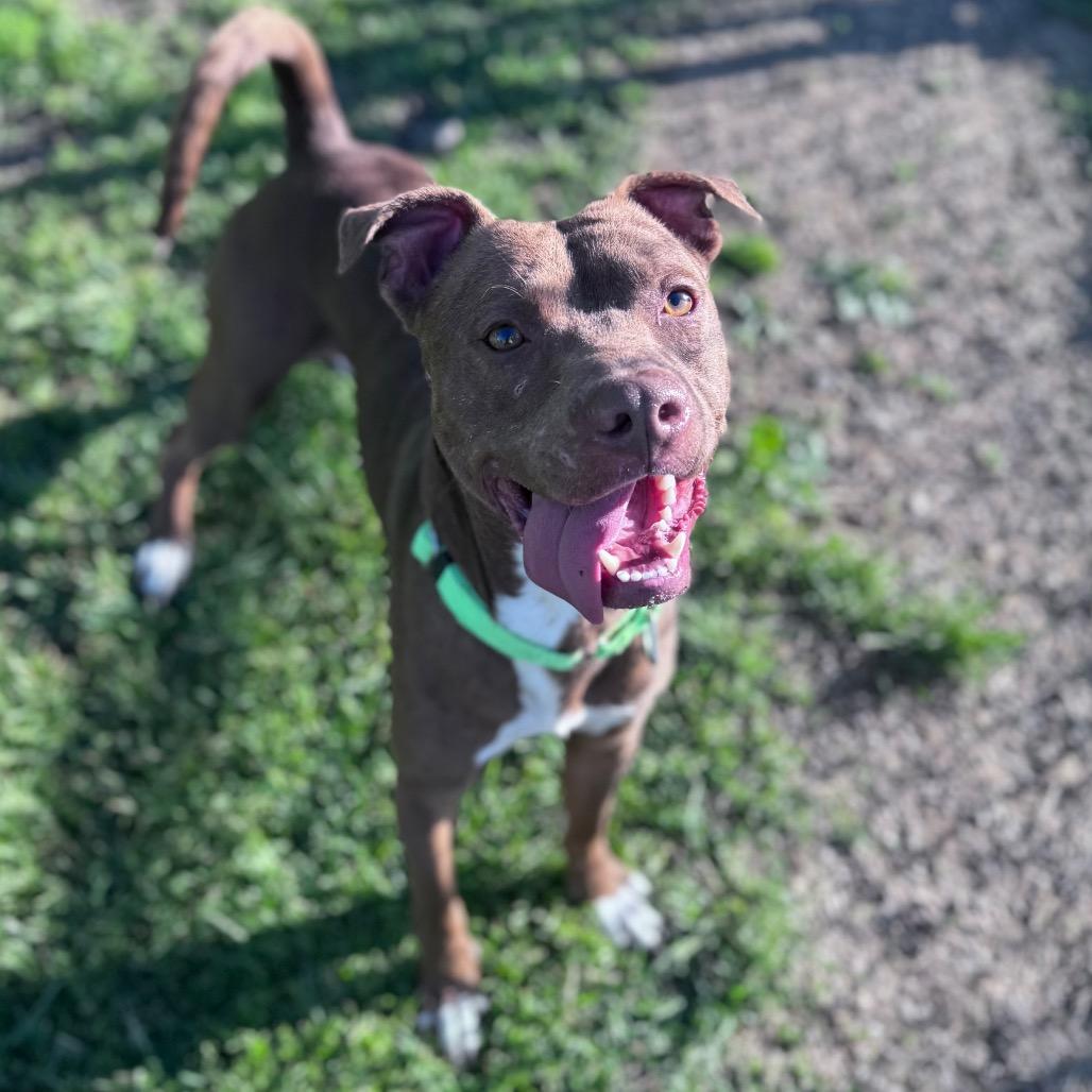 Hopper, a Adoptable Mixed Breed in Parkersburg, WV image 5/5