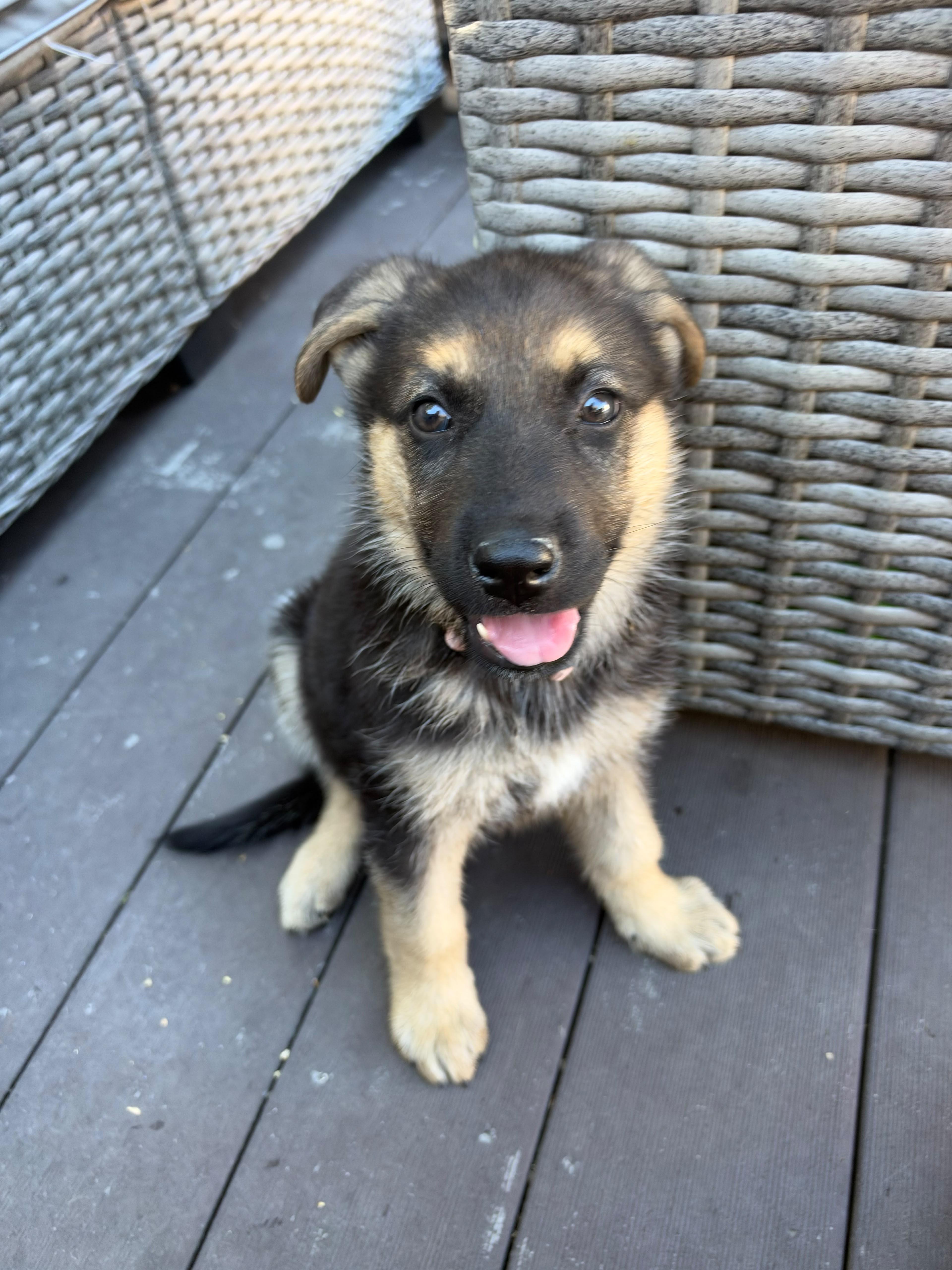 TIANA, Adoptable, Puppy Female German Shepherd Dog.