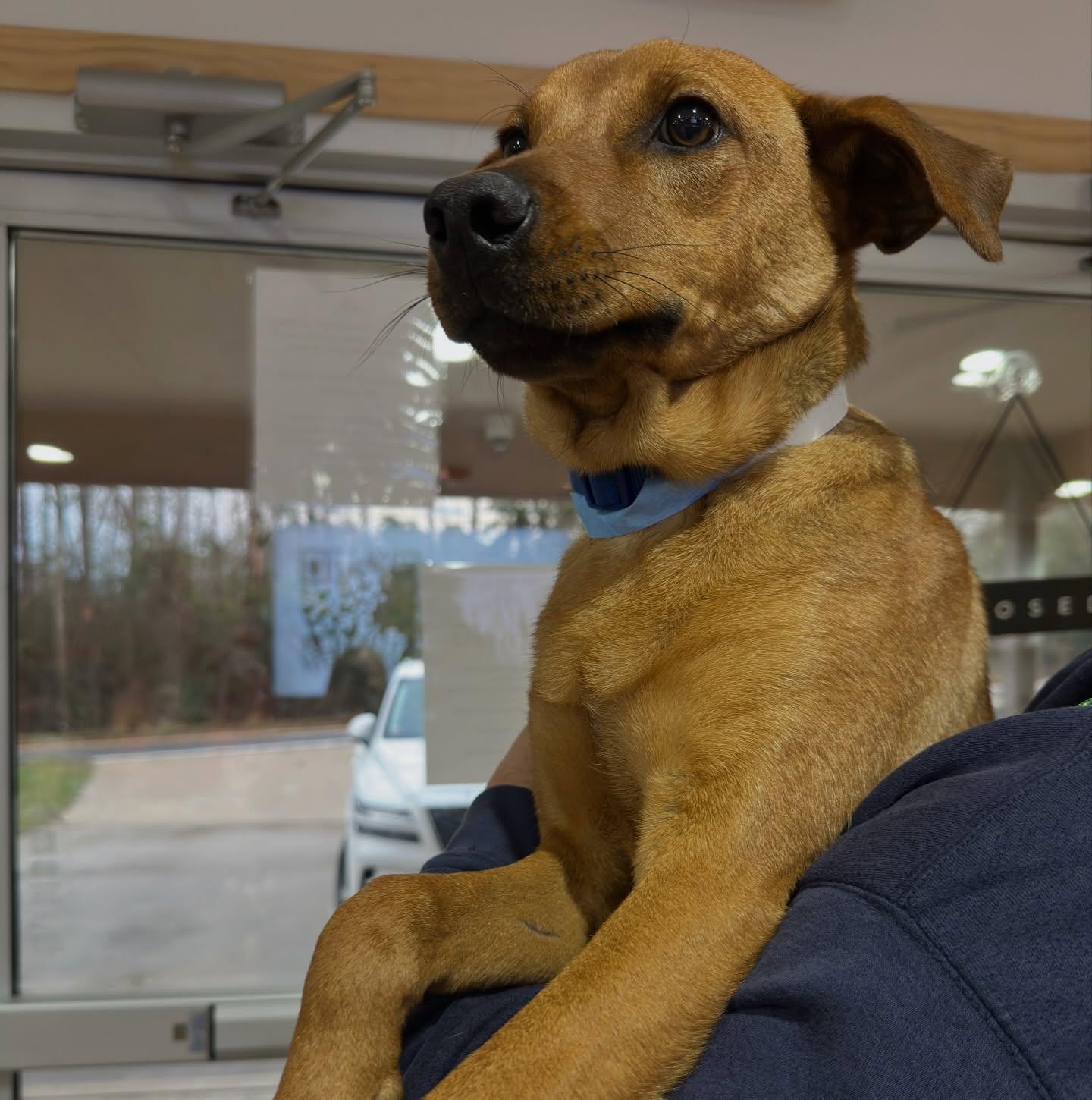 Bacon, ADOPTABLE, Puppy Male Mixed Breed.