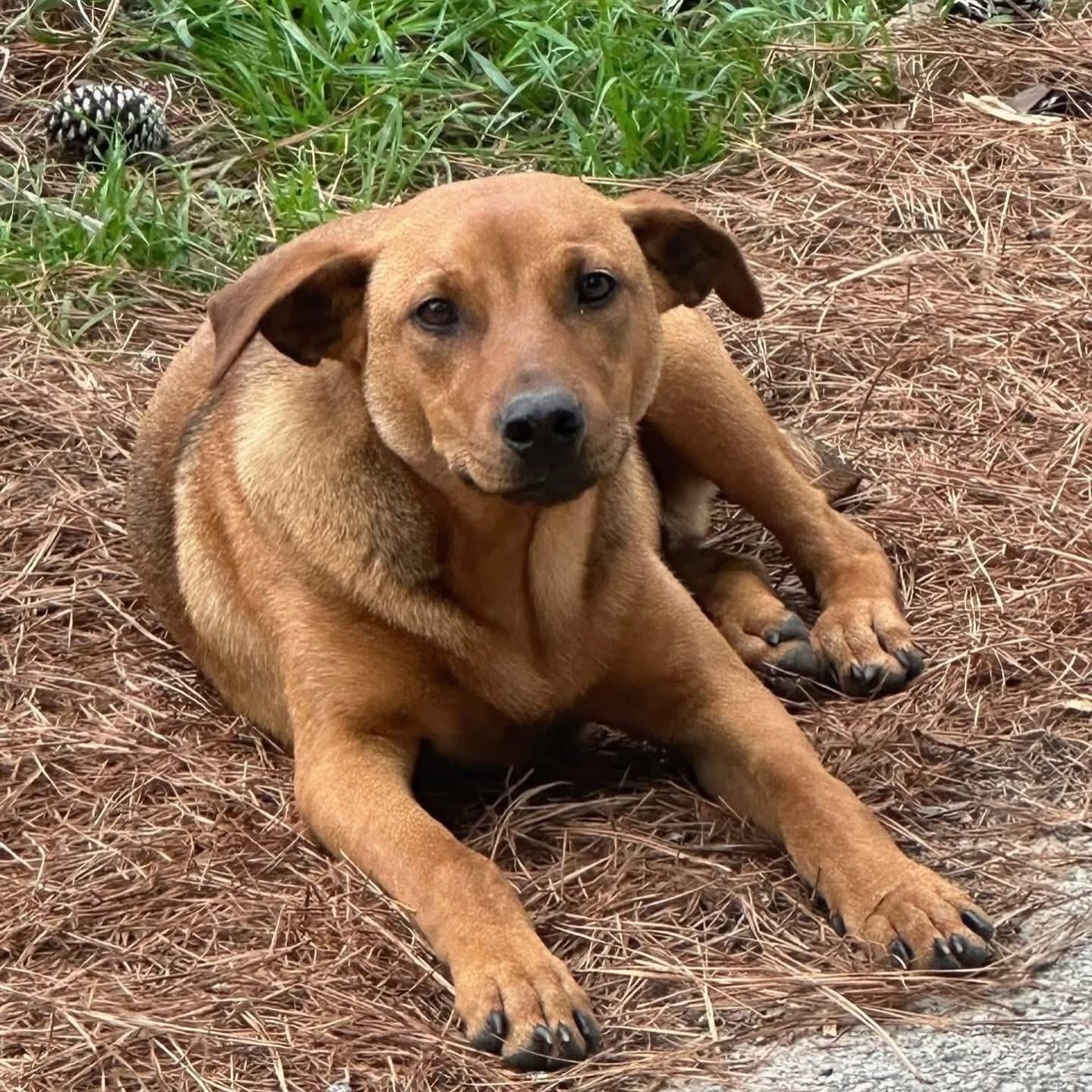 Enlarge Bacon, a ADOPTABLE mixed breed in Salem, NH image 2/4