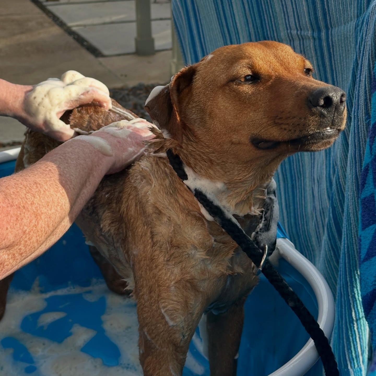 Enlarge Bacon, a ADOPTABLE mixed breed in Salem, NH image 3/3