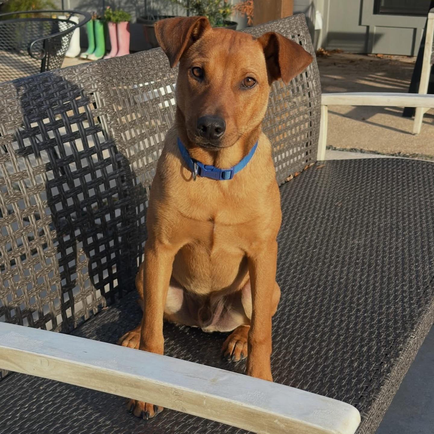 Enlarge Bacon, a ADOPTABLE mixed breed in Salem, NH image 1/4