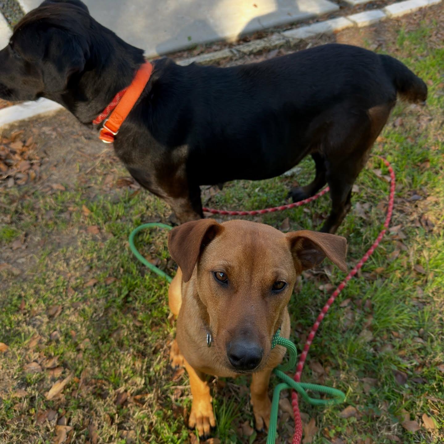 Enlarge Bacon, a ADOPTABLE mixed breed in Salem, NH image 2/3