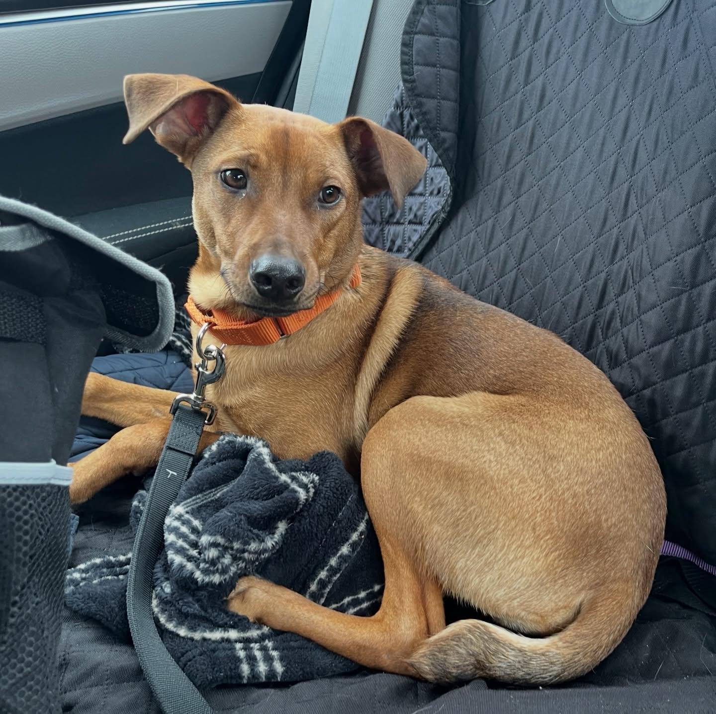 Enlarge Bacon, a ADOPTABLE mixed breed in Salem, NH image 4/4