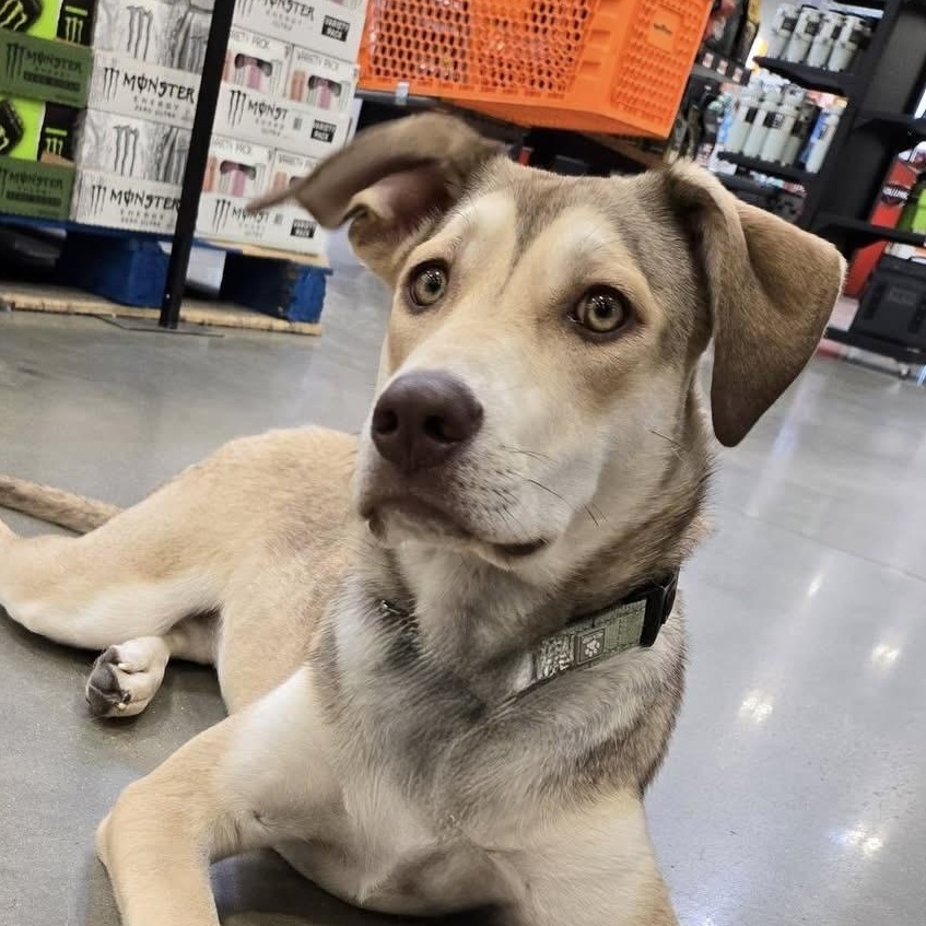 Enlarge Bailey, a Adoptable mixed breed in Des Moines, IA image 5/6