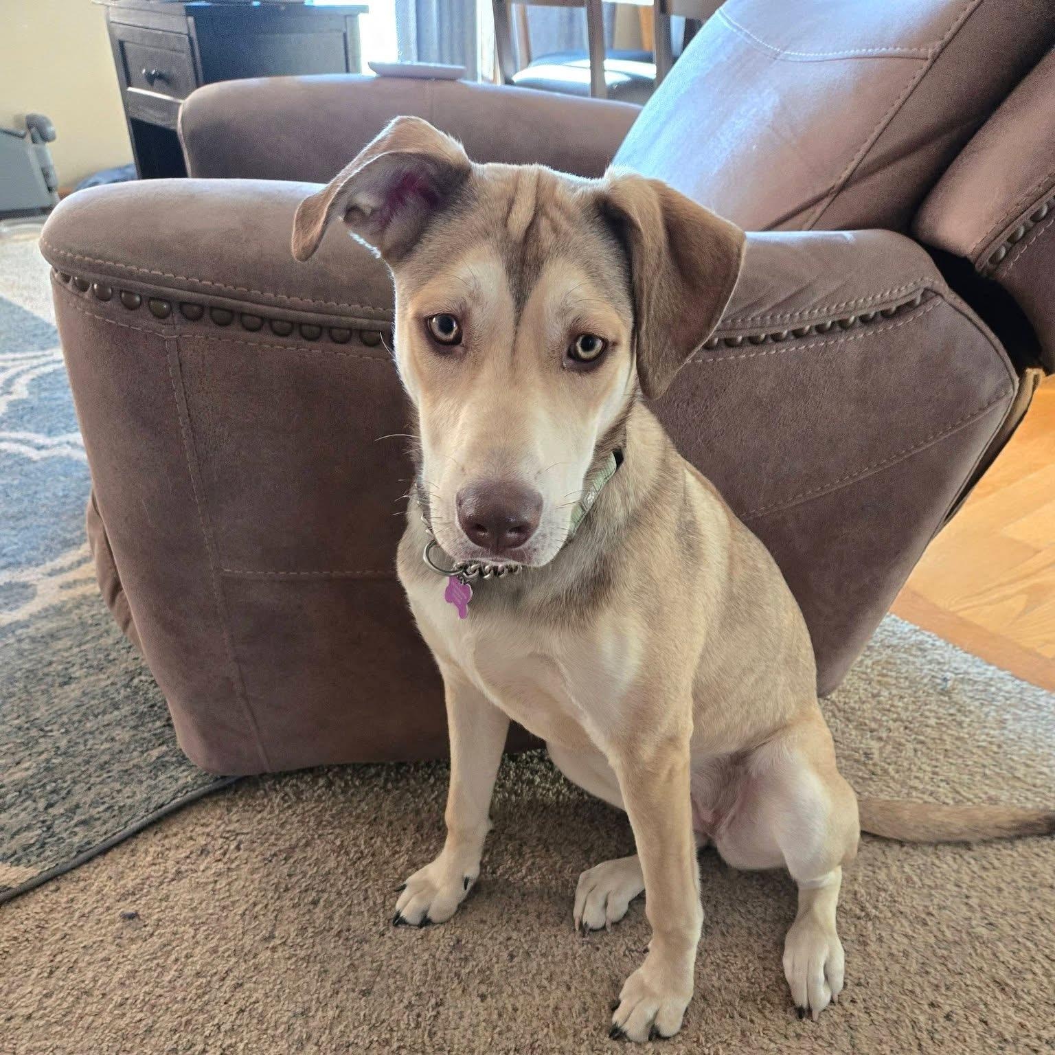 Enlarge Bailey, a Adoptable mixed breed in Des Moines, IA image 3/6