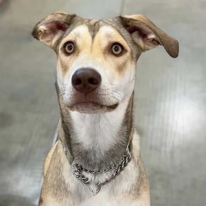 Enlarge Bailey, a Adoptable mixed breed in Des Moines, IA image 2/6
