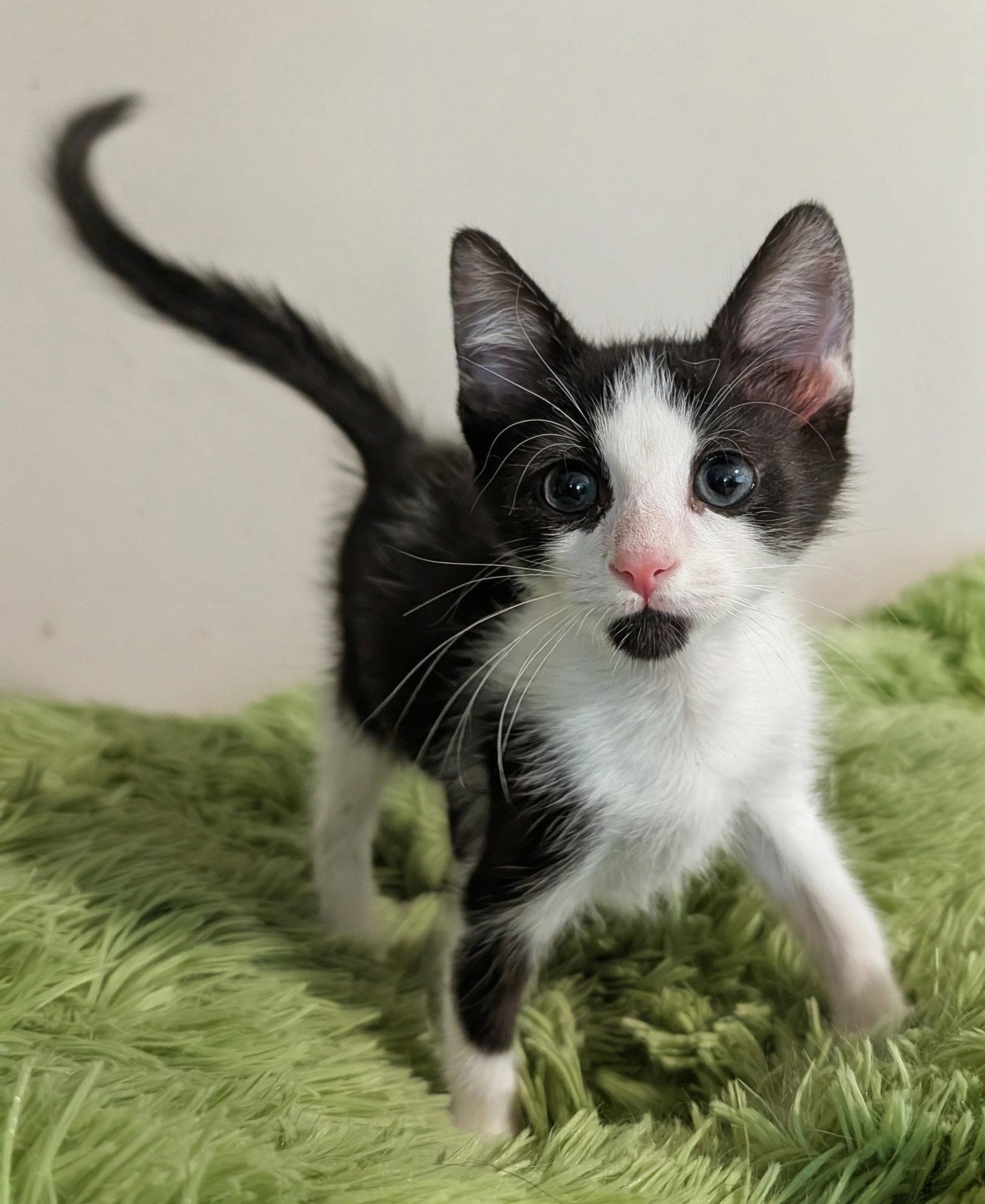 Alder 7.29.26, Adoptable, Kitten Male Domestic Short Hair.