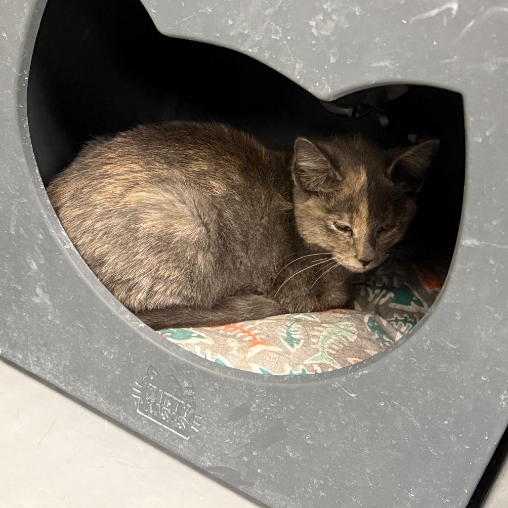 Ash, Adoptable, Kitten Female Domestic Short Hair.