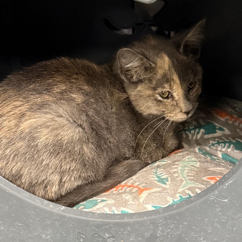 Enlarge Ash, a Adoptable Domestic Short Hair in Carroll, IA image 2/2