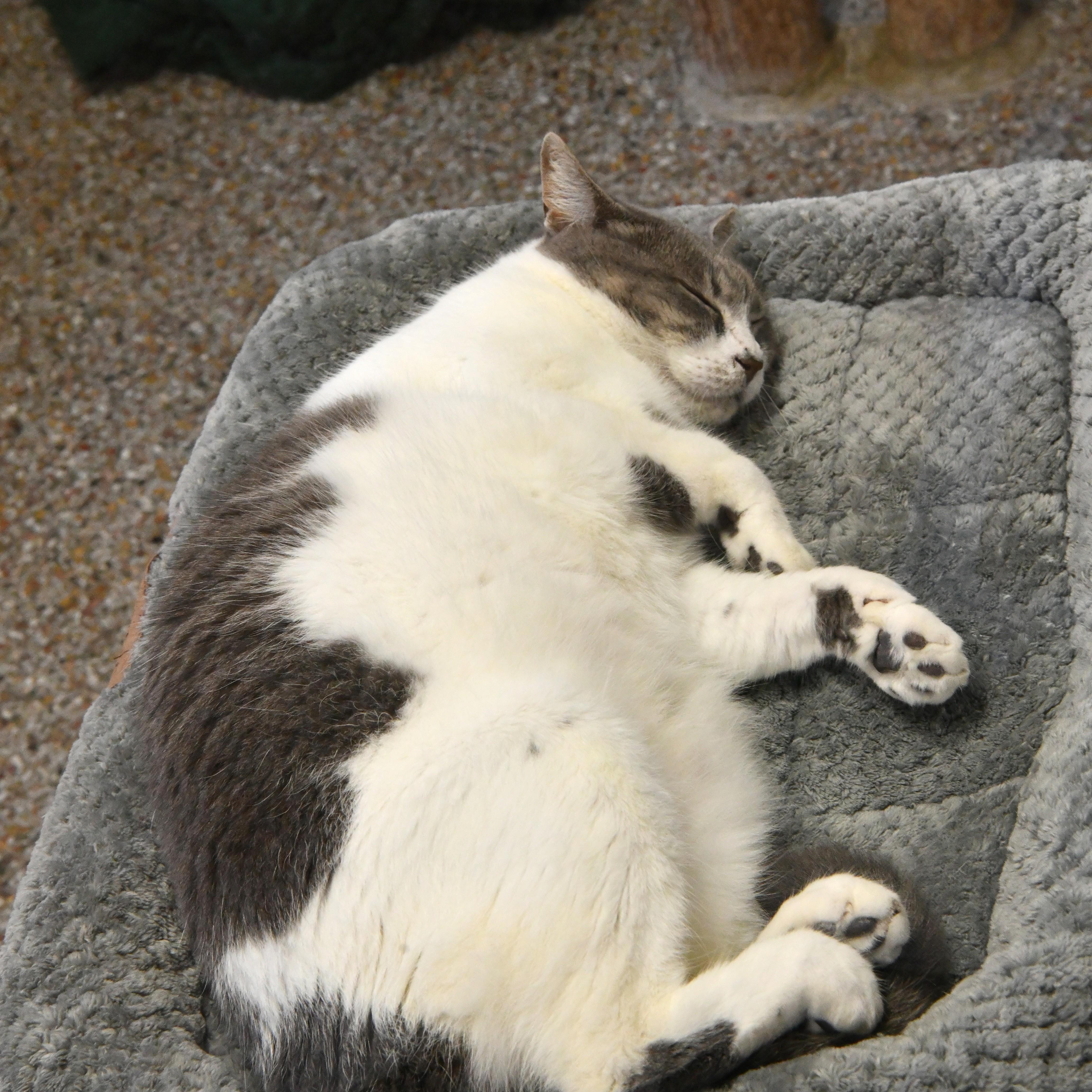 Queen Anne, a ADOPTABLE Domestic Short Hair in Fairhope, AL image 2/3
