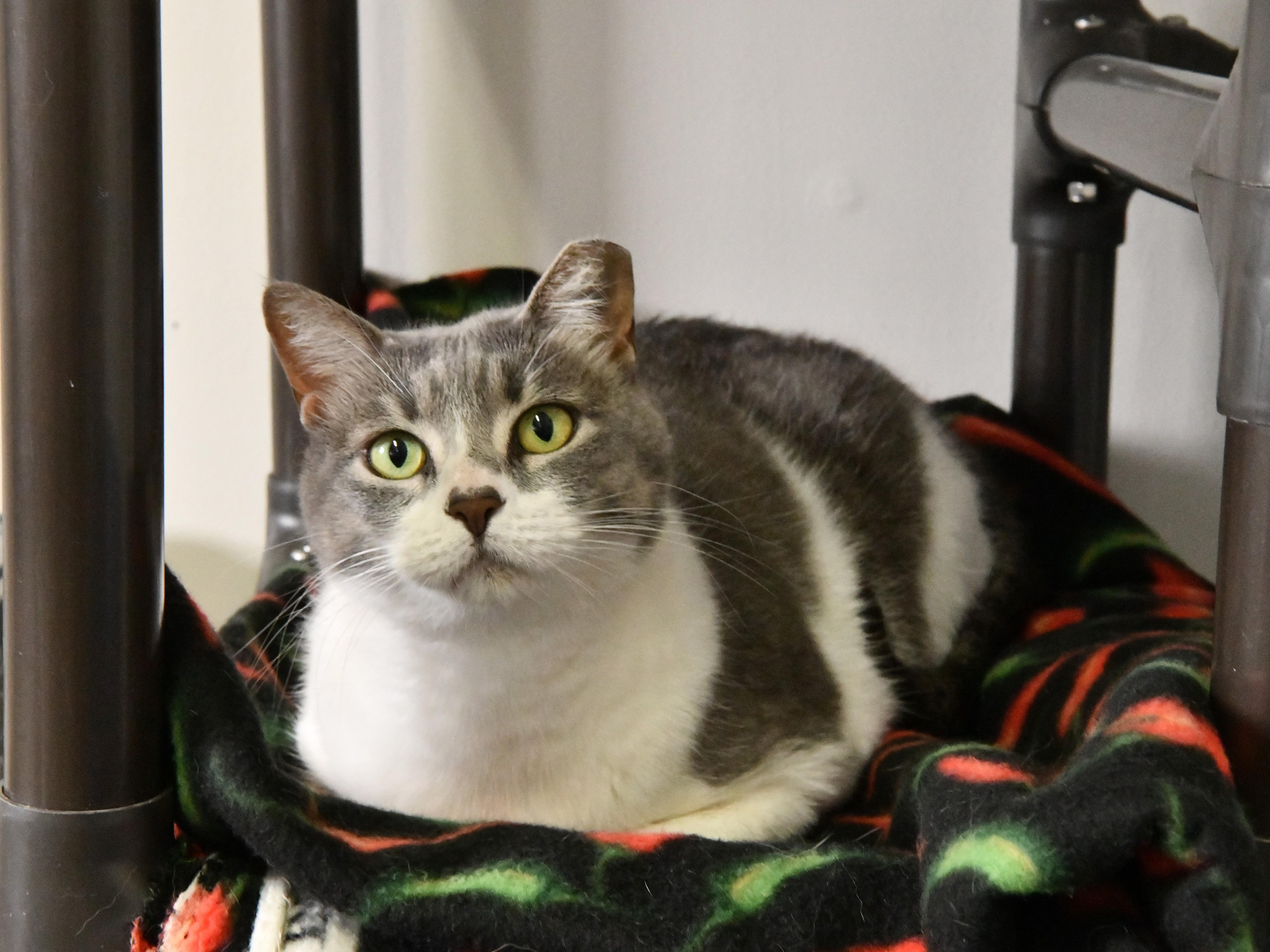 Enlarge Queen Anne, a ADOPTABLE Domestic Short Hair in Fairhope, AL image 1/1