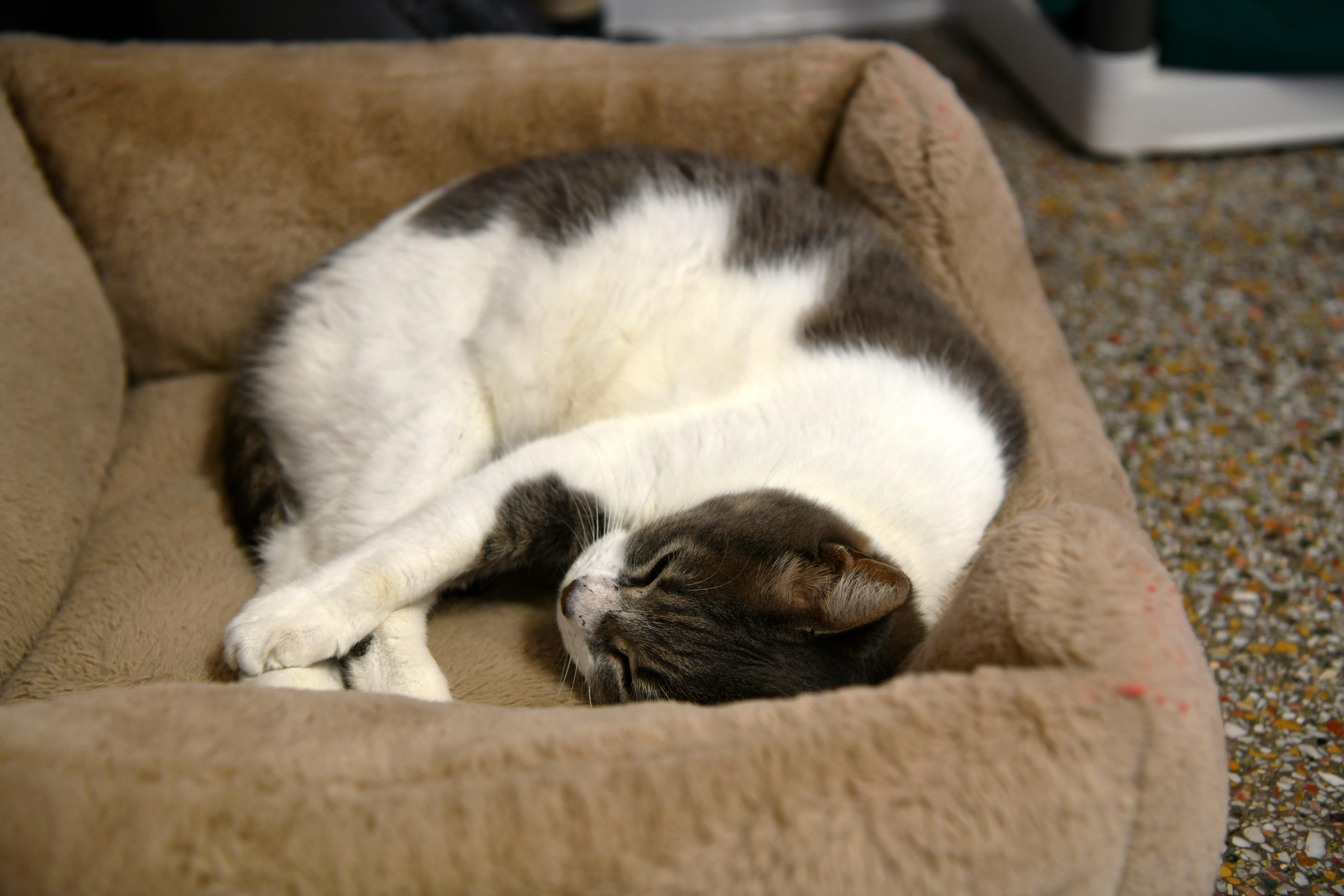 Enlarge Queen Anne, a Adoptable Domestic Short Hair in Fairhope, AL image 5/5