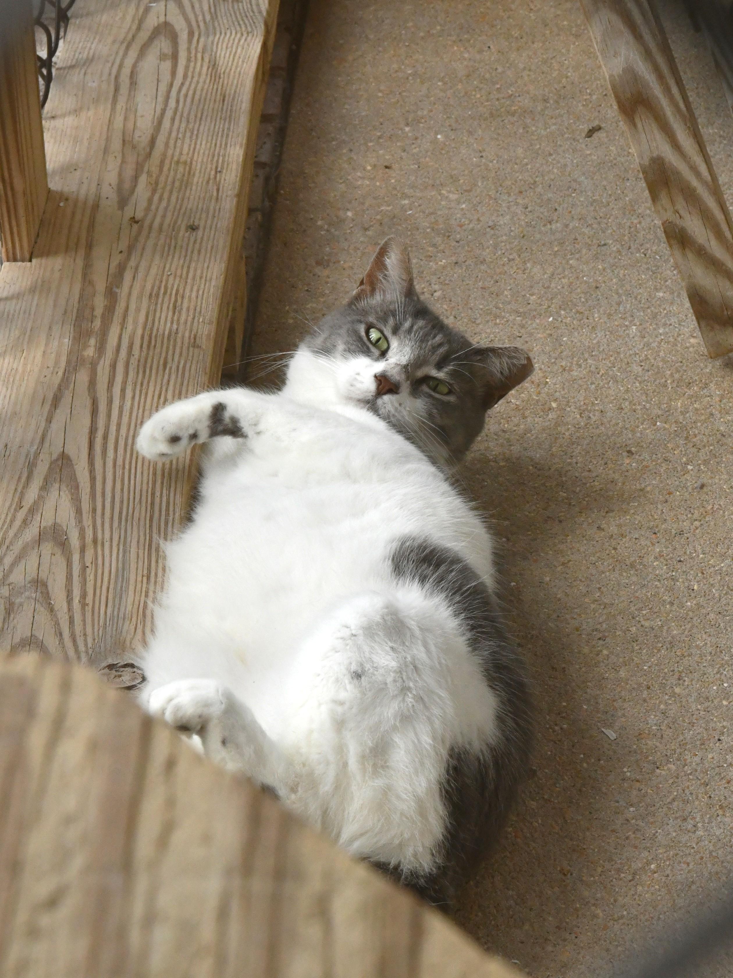 Queen Anne, a ADOPTABLE Domestic Short Hair in Fairhope, AL image 1/4