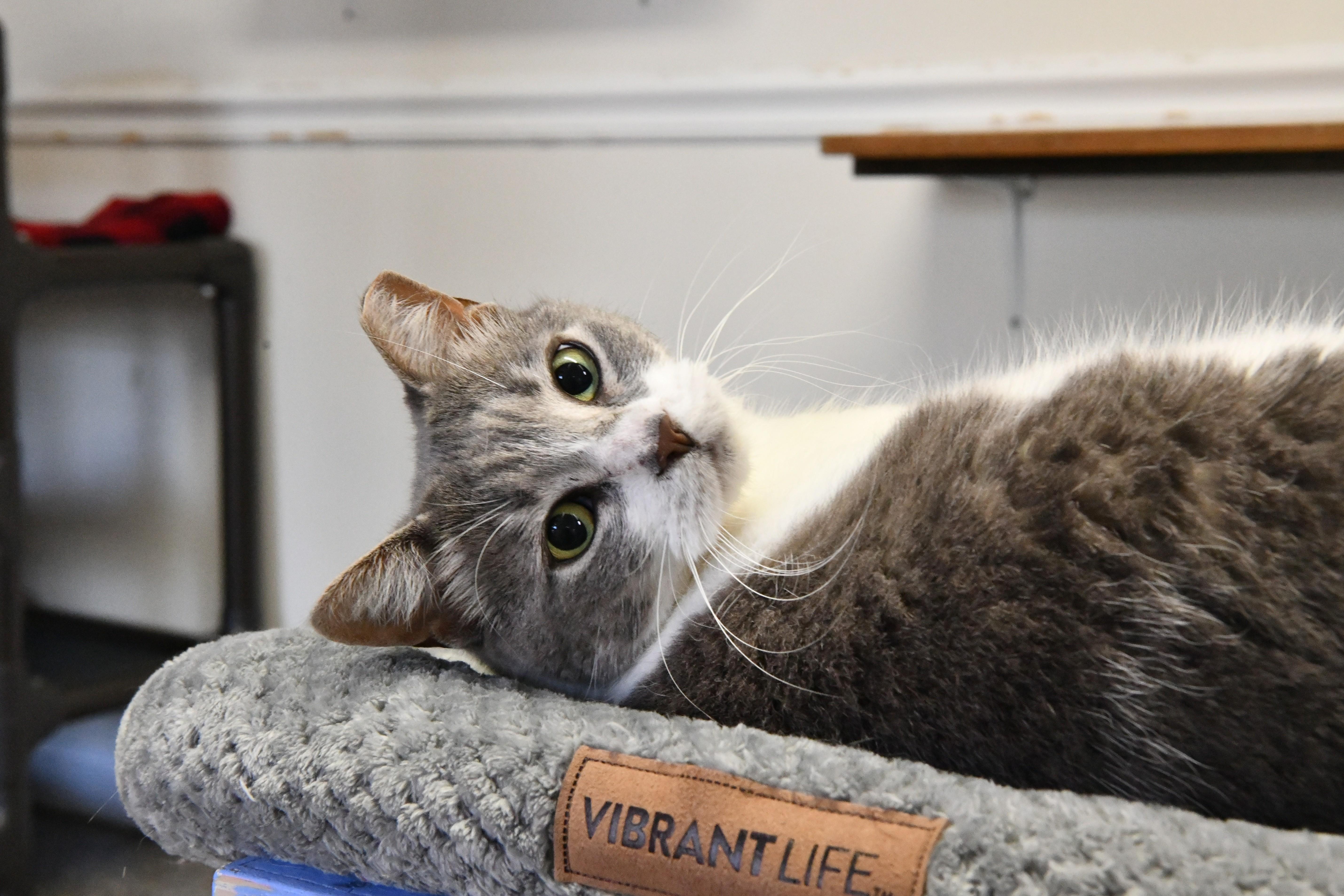 Queen Anne, ADOPTABLE, Adult Female Domestic Short Hair.