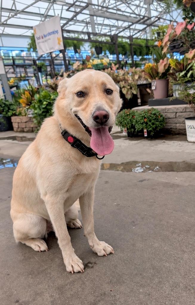 Enlarge Layla, a Adoptable mixed breed in Princeton, MA image 2/6