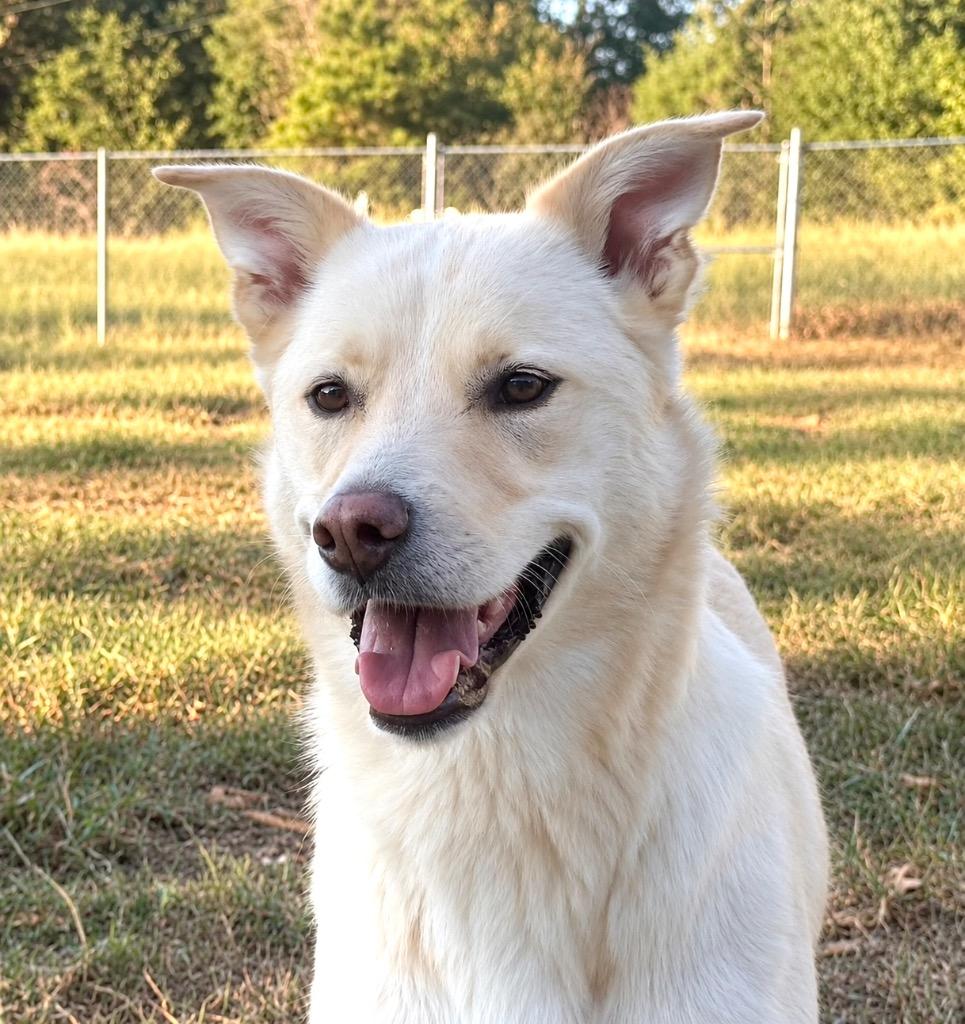 Enlarge Layla, a Adoptable mixed breed in Princeton, MA image 5/6