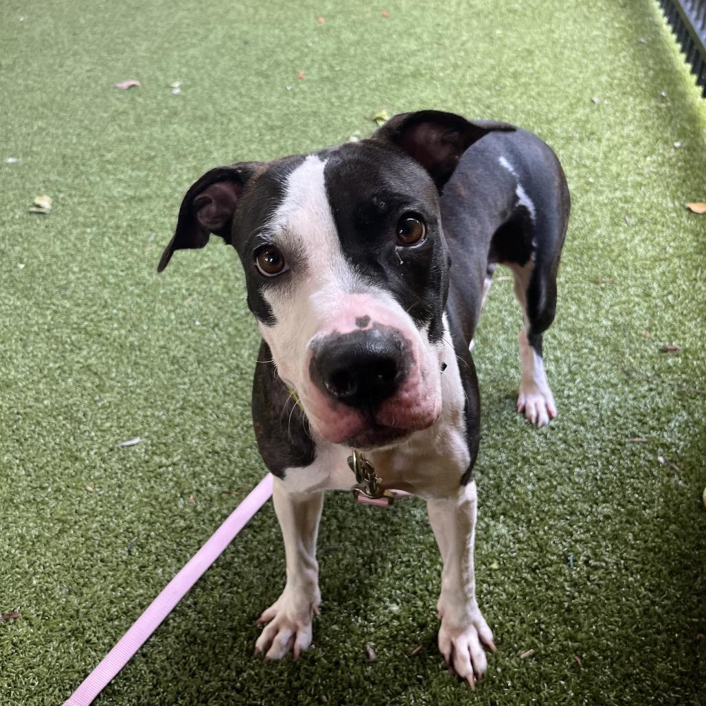 Enlarge Liora, a Adoptable mixed breed in West Palm Beach, FL image 1/6