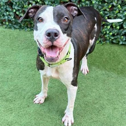 Enlarge Liora, a Adoptable mixed breed in West Palm Beach, FL image 2/6