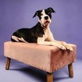 Enlarge Liora, a Adoptable mixed breed in West Palm Beach, FL image 3/6