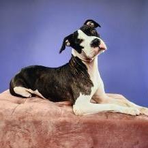 Enlarge Liora, a Adoptable mixed breed in West Palm Beach, FL image 4/6