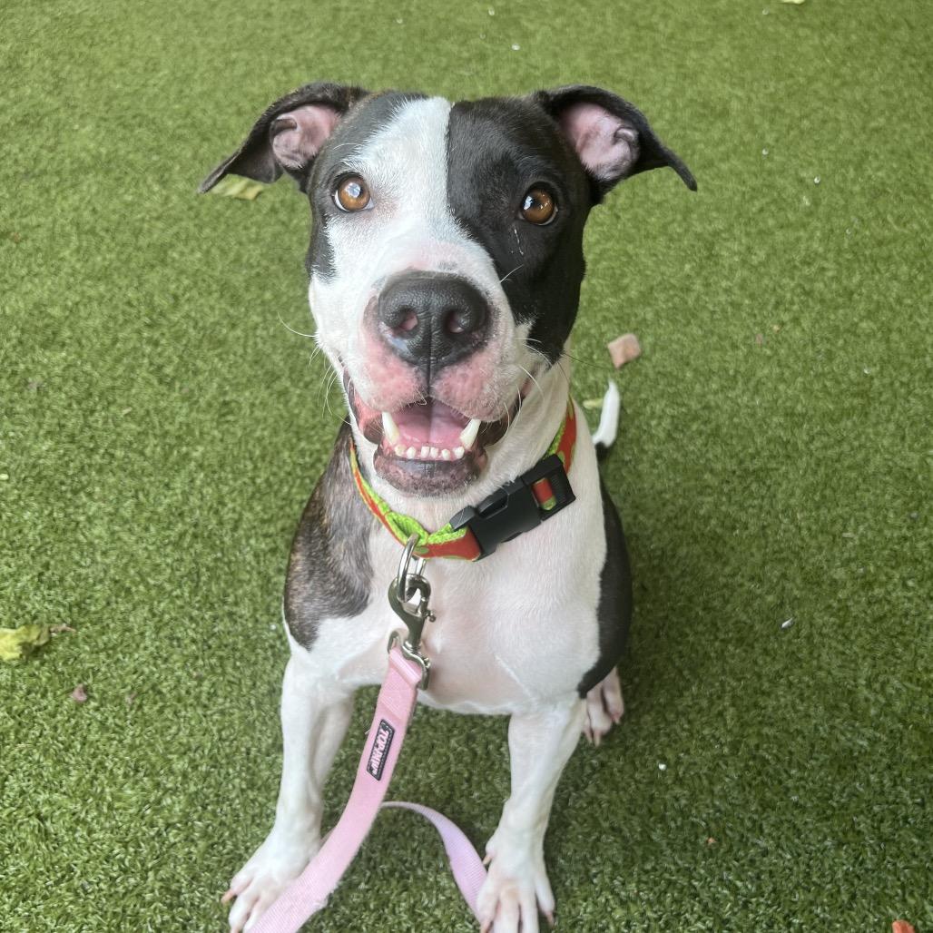 Enlarge Liora, a Adoptable mixed breed in West Palm Beach, FL image 5/6
