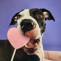 Enlarge Liora, a Adoptable mixed breed in West Palm Beach, FL image 6/6