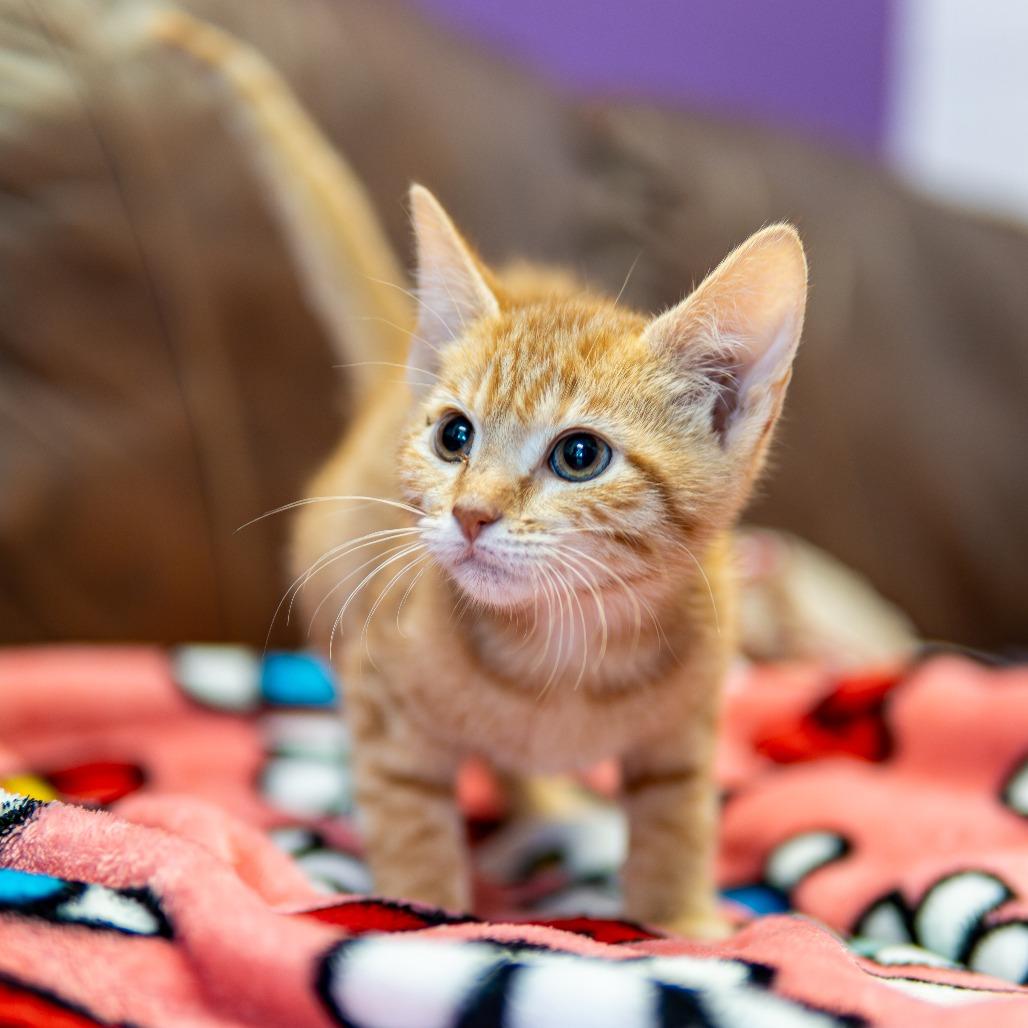 Blaze, Adoptable, Kitten Female Domestic Short Hair.