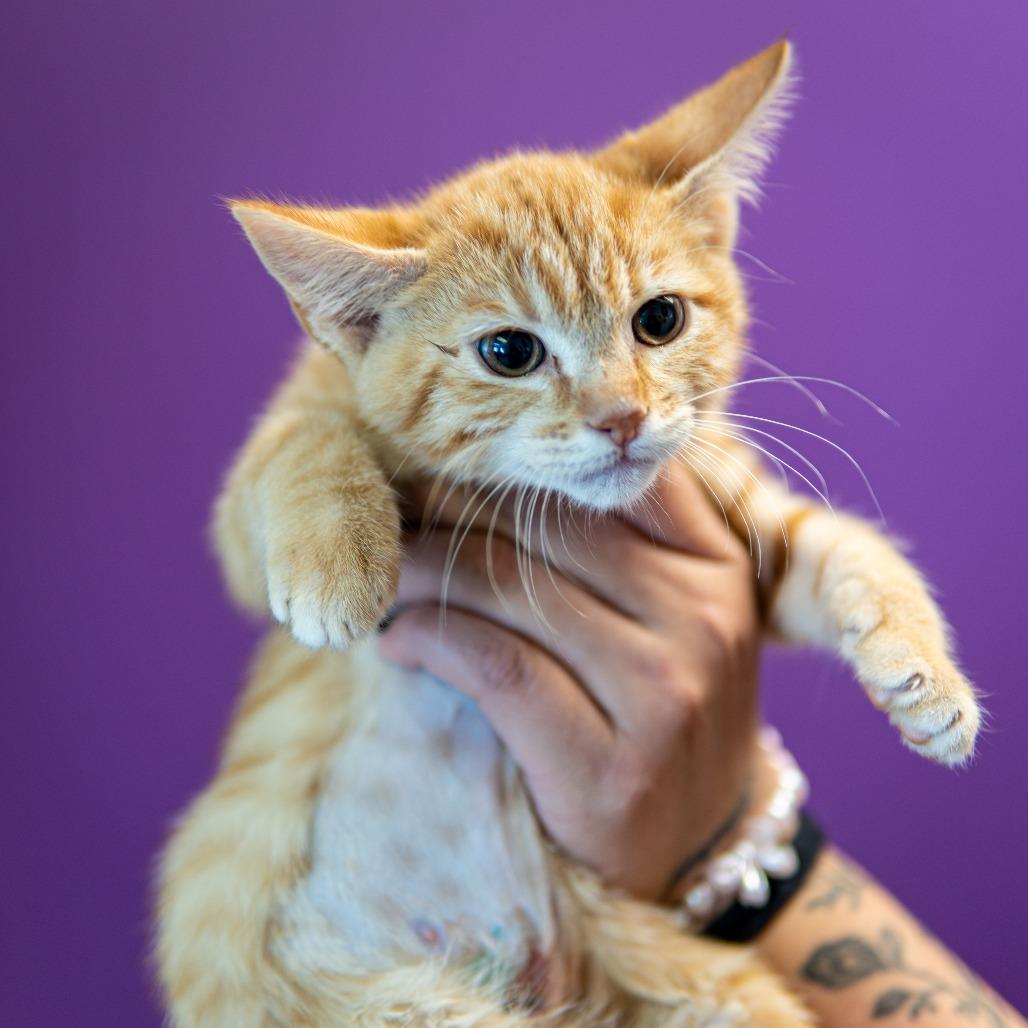 Blaze, a Adoptable Domestic Short Hair in Emporia, KS image 2/3