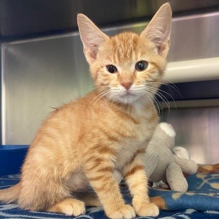 Blaze, a Adoptable Domestic Short Hair in Emporia, KS image 3/3