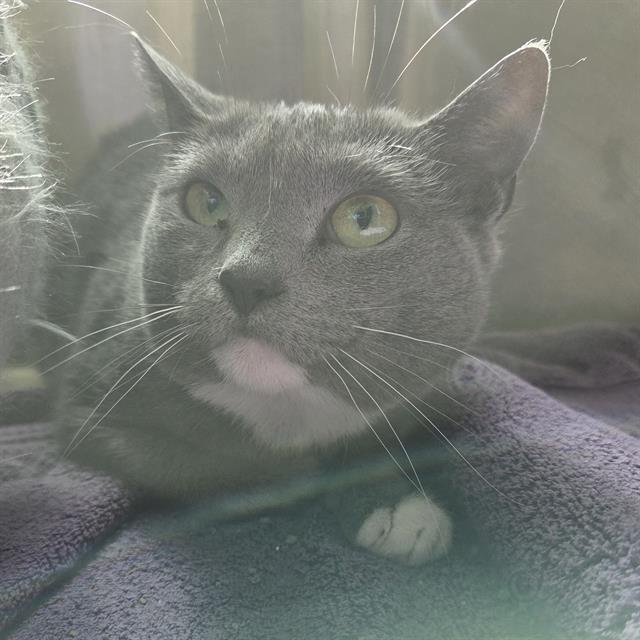 Enlarge WINTER MOTH, a Adoptable Domestic Short Hair in Centerville, MA image 1/1