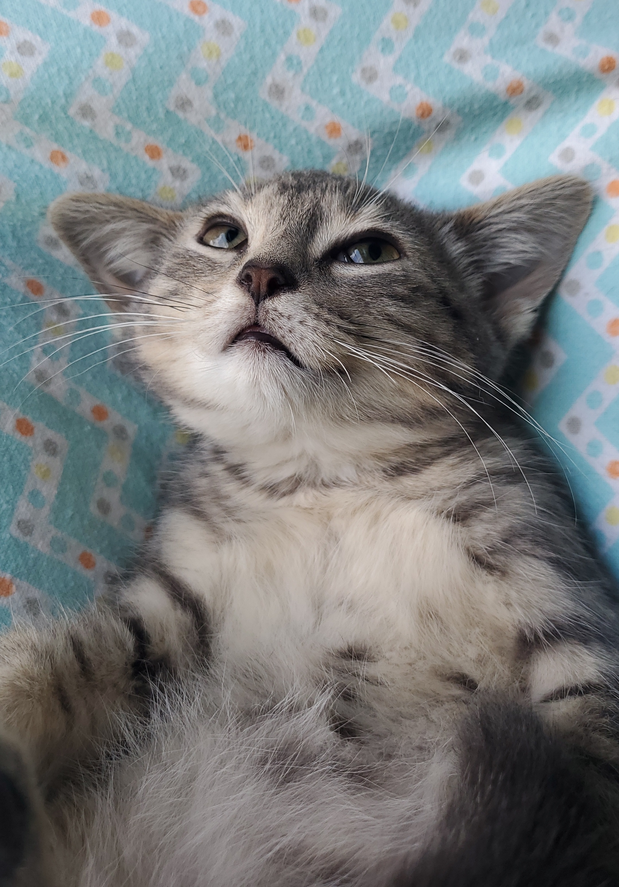 Lupine, Adopted, Kitten Male American Shorthair.