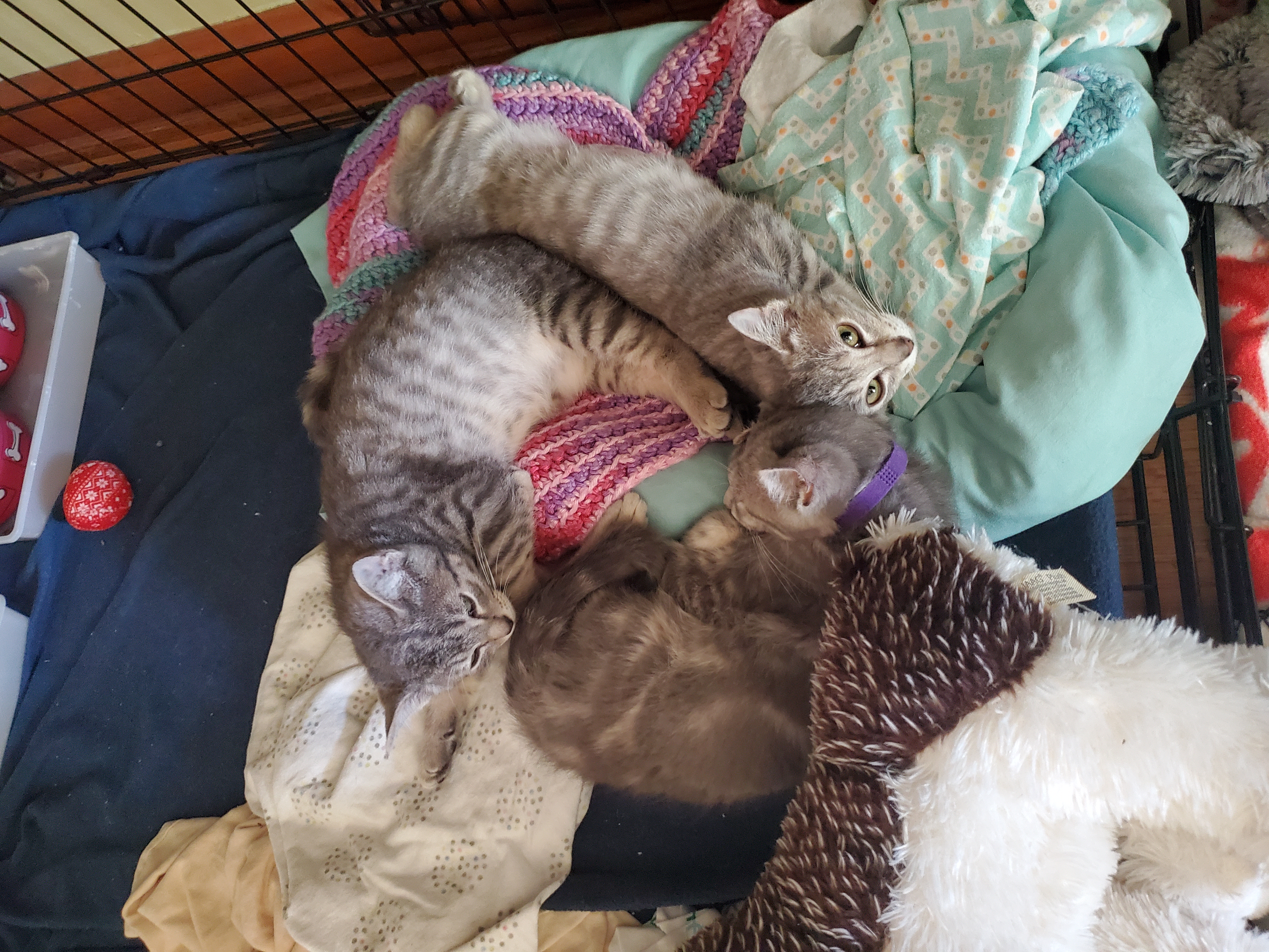 Lupine, a Adopted American Shorthair in Milwaukee, WI image 2/6