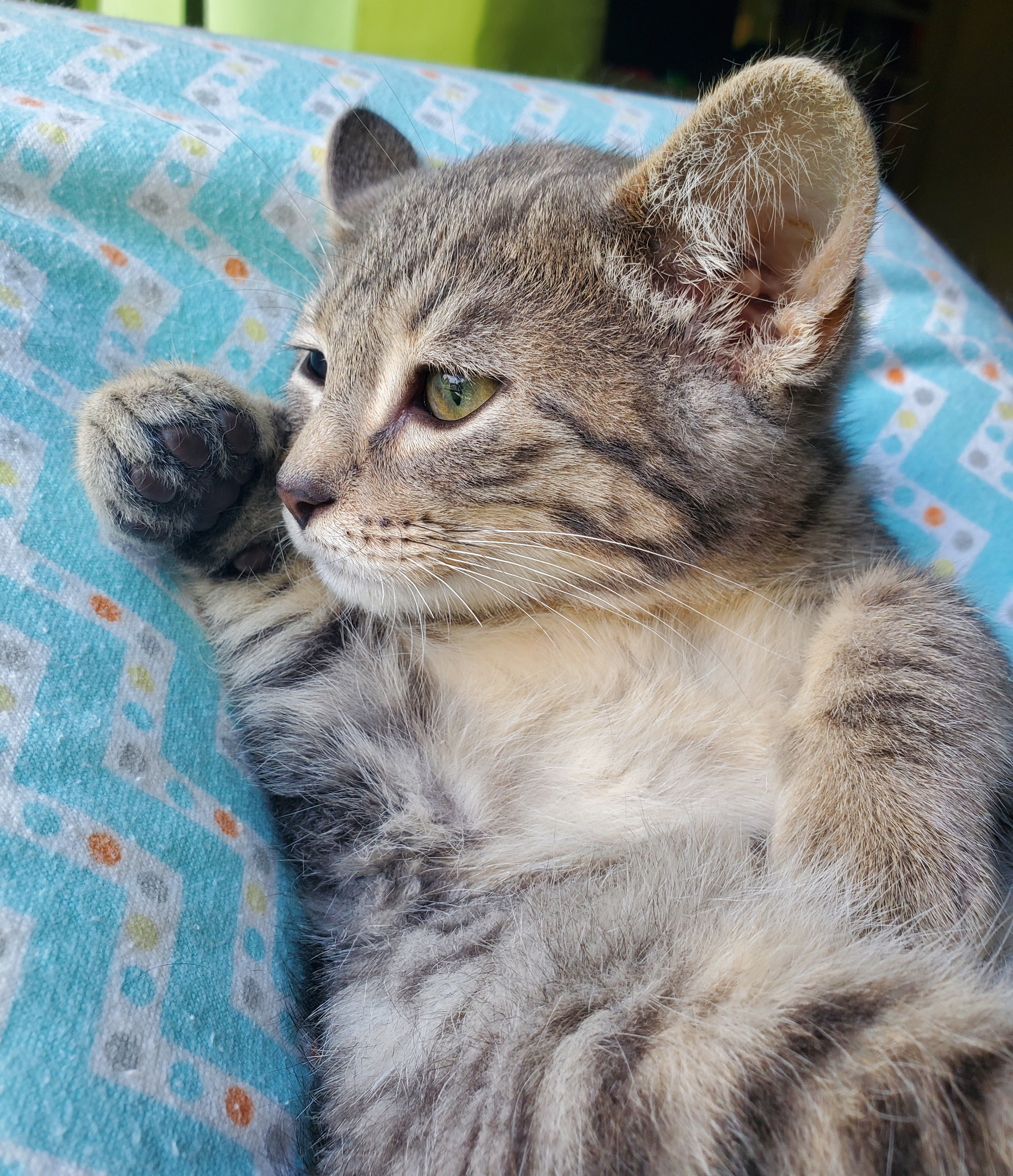Lupine, a Adopted American Shorthair in Milwaukee, WI image 4/6