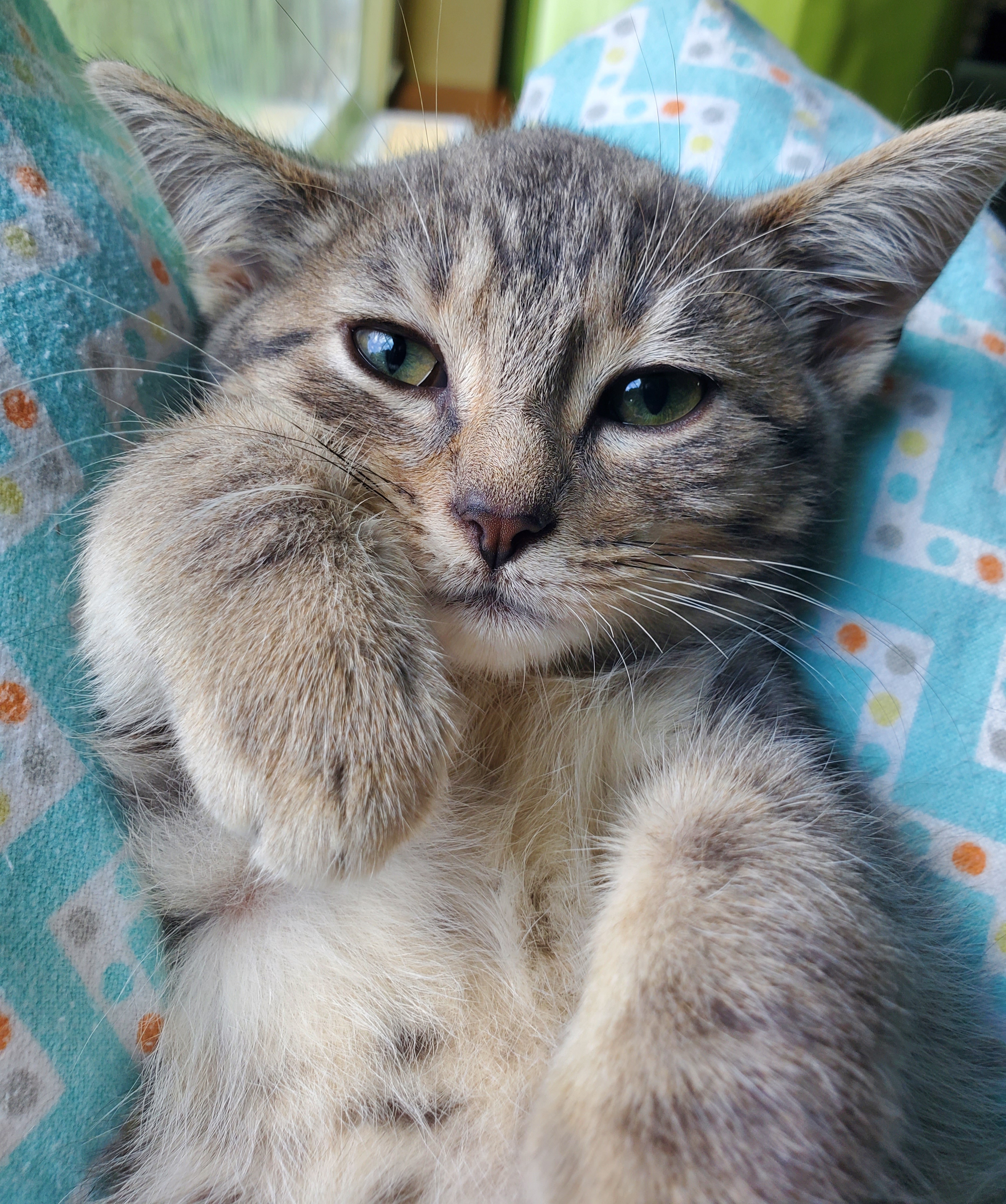 Lupine, a Adopted American Shorthair in Milwaukee, WI image 5/6