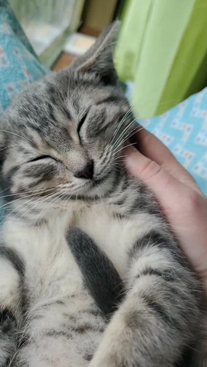 Enlarge Lupine, a Adopted American Shorthair in Milwaukee, WI video 6/6